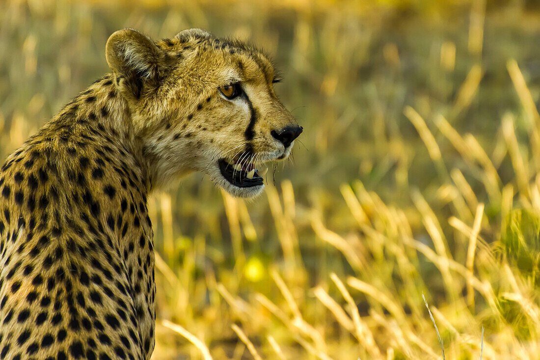 Seitenporträt eines Geparden.