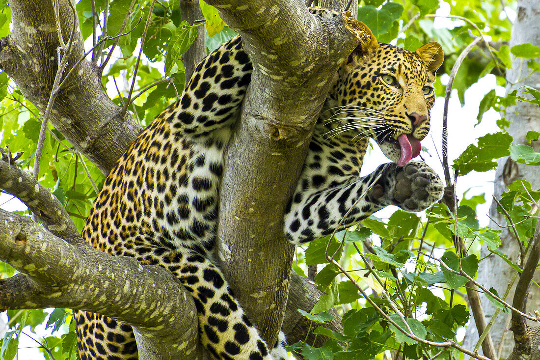 Ein Leopard leckt sich die Pfoten, während er an einem Ast hängt.