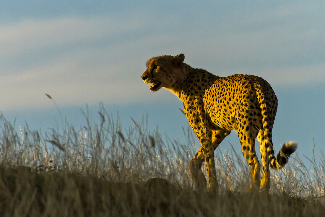 A cheetah walks away in shadow.