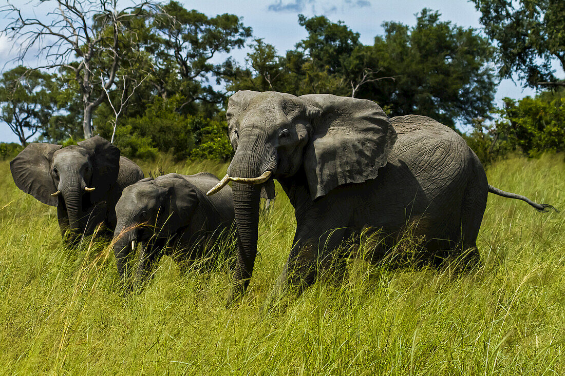 Three African elephants walking in tall grass.