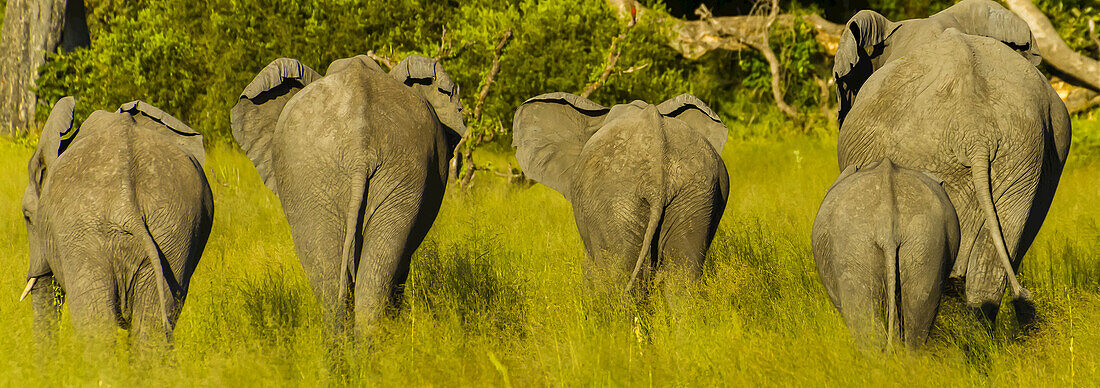 Rear view of a family of five elephants walking away.