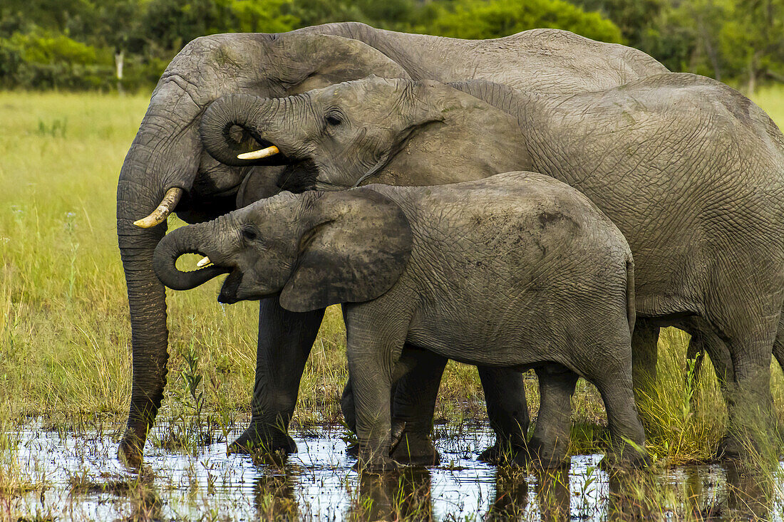 Eine afrikanische Elefantenfamilie, loxodonta africana, trinkt an einem Wasserloch.