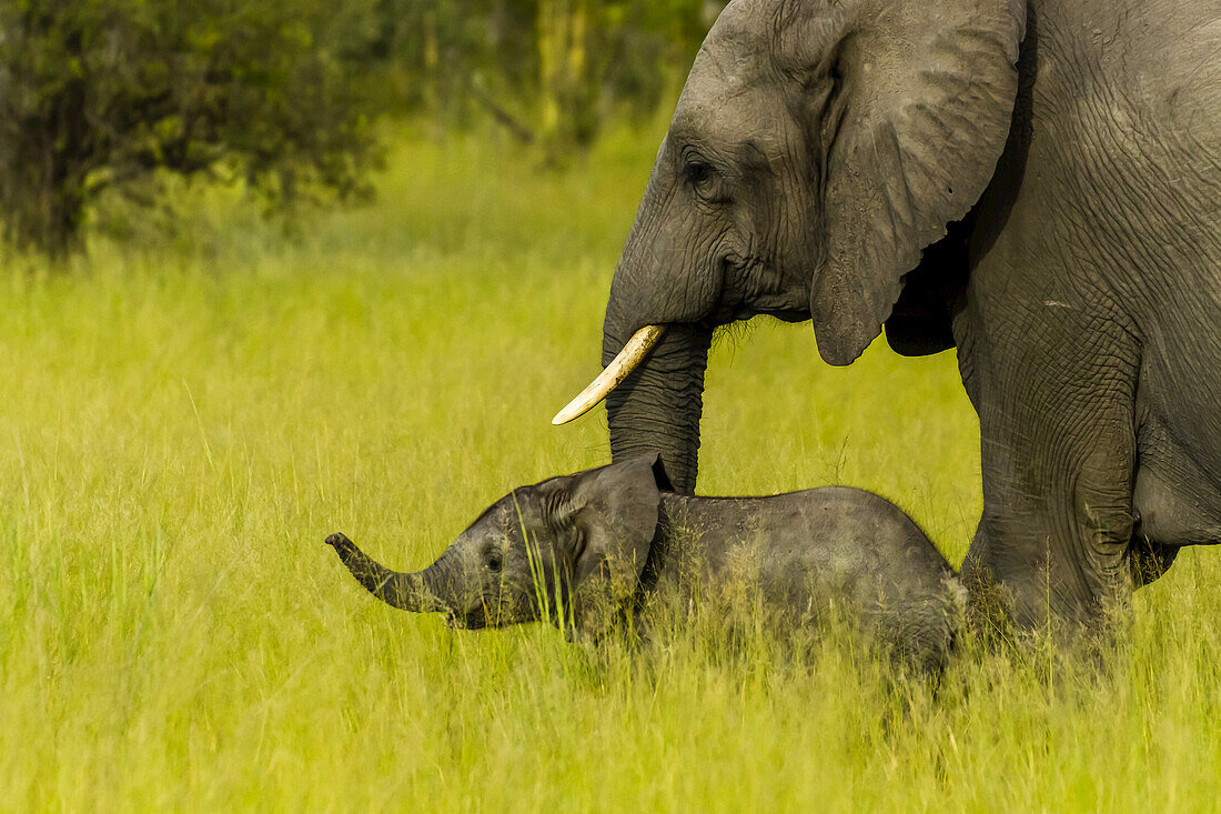 African elephant mother and calf.