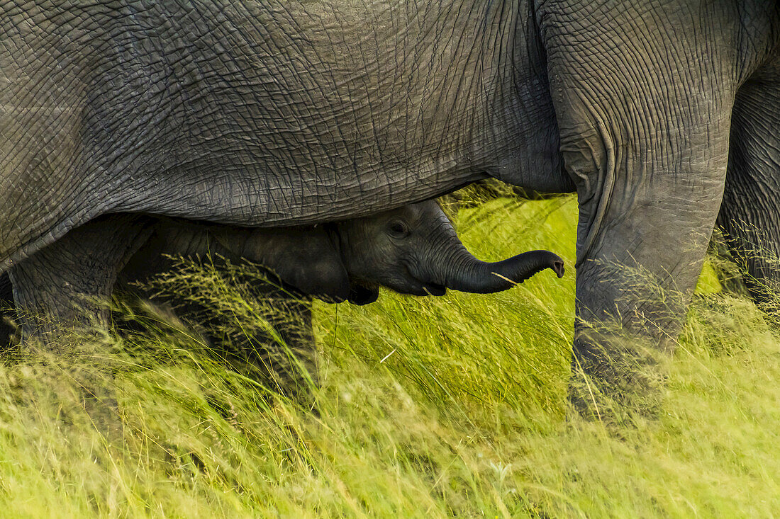 Ein afrikanisches Elefantenkalb steht unter seiner Mutter.