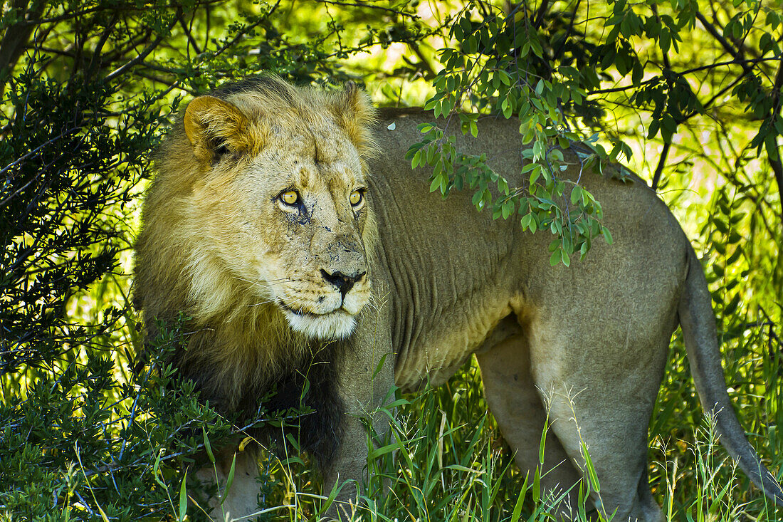 An African lion stares off to the right under a low hanging tree.