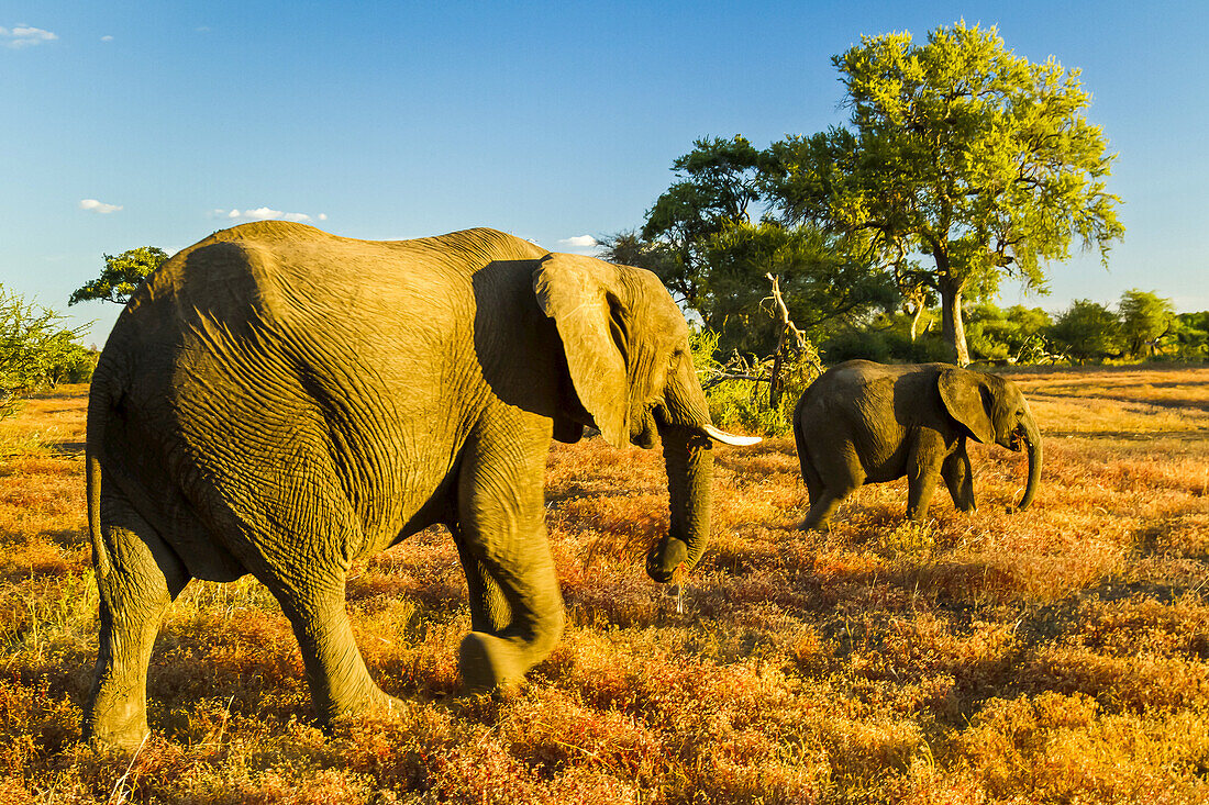 Two African elephants walk through grassy plains.