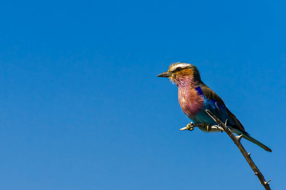 Fliederbrustwalze (Coracias caudatus), Mashatu Wildreservat.