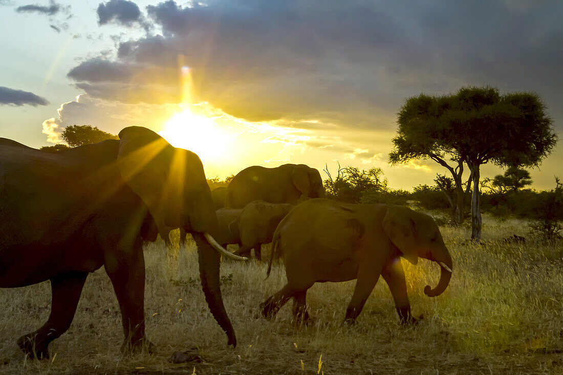A group of African elephants walk across the plains at sunset.