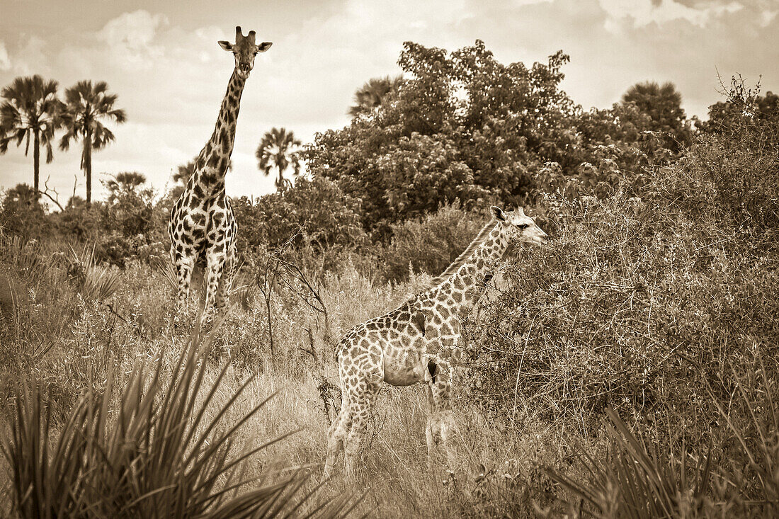 A young giraffe grazes the tops of trees under the watch of an adult.