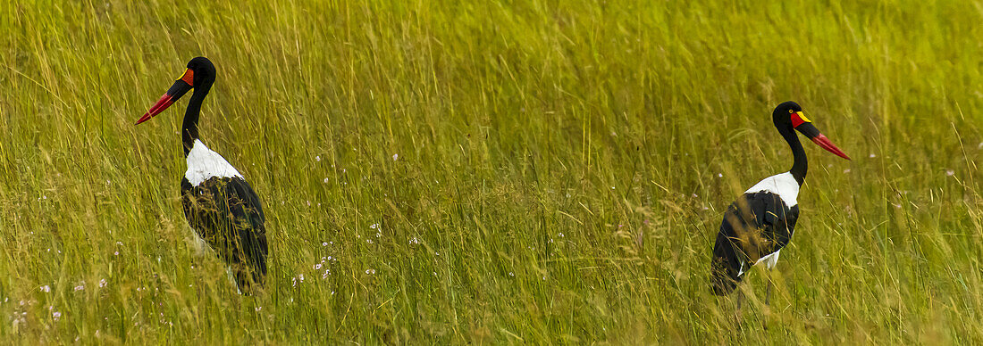 Two saddle-billed storks facing away from each other.