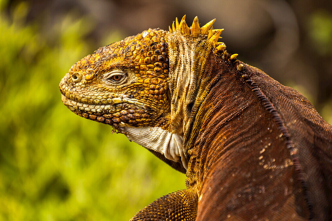 Porträt eines Galapagos-Landleguans.