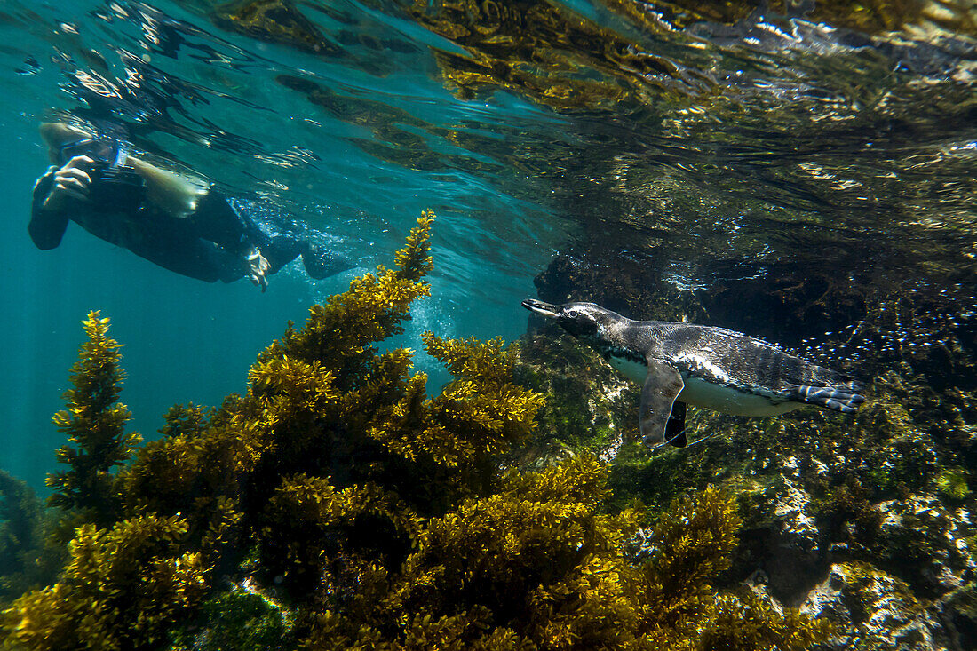 A tourist snorkeling with a Galapagos penguin, Spheniscus mendiculus.