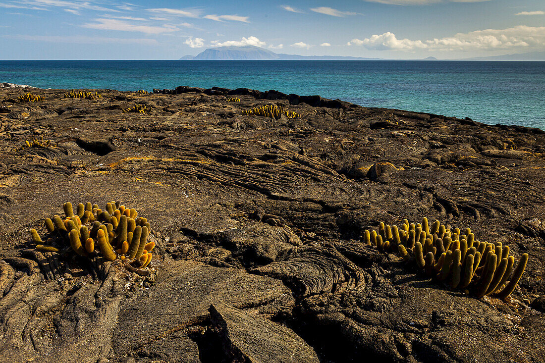 Lava cactus on a rocky beach.