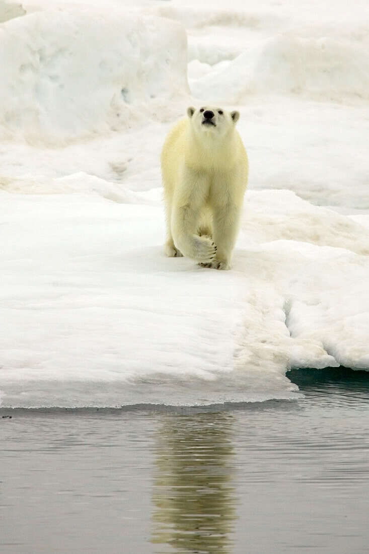 Ein Eisbär, Ursus maritimus, auf dem Packeis, schnuppert die Luft.