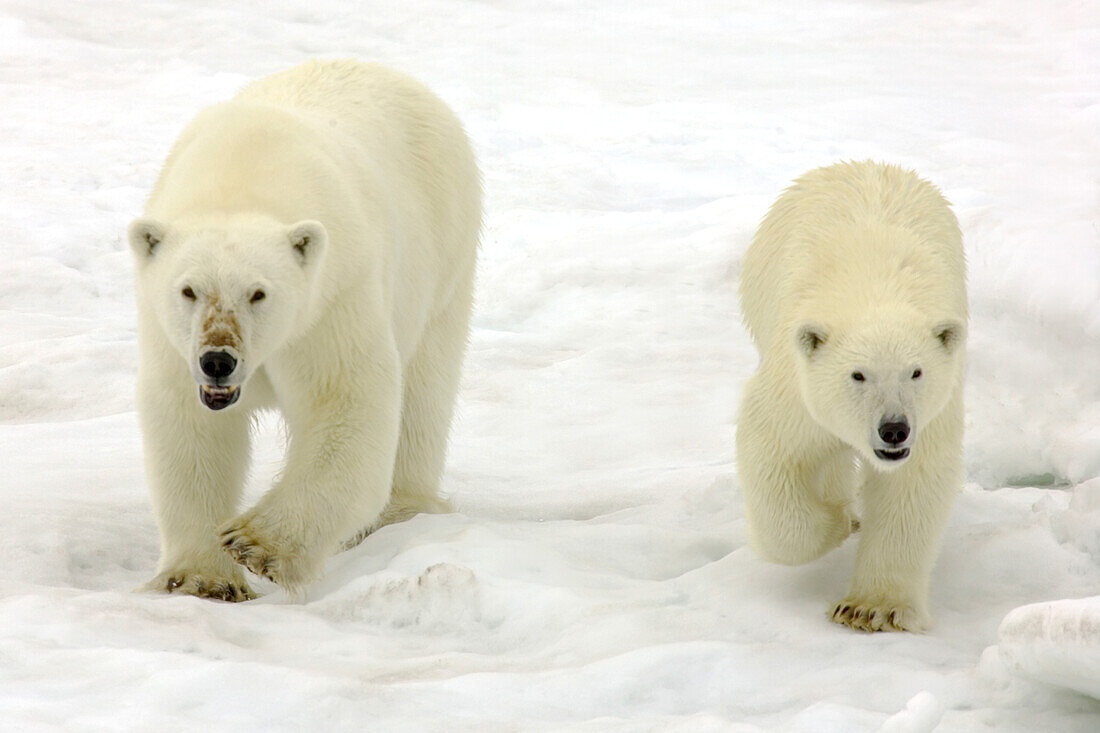 Eine Eisbärin, Ursus maritimus, und ihr Junges wandern über Packeis.