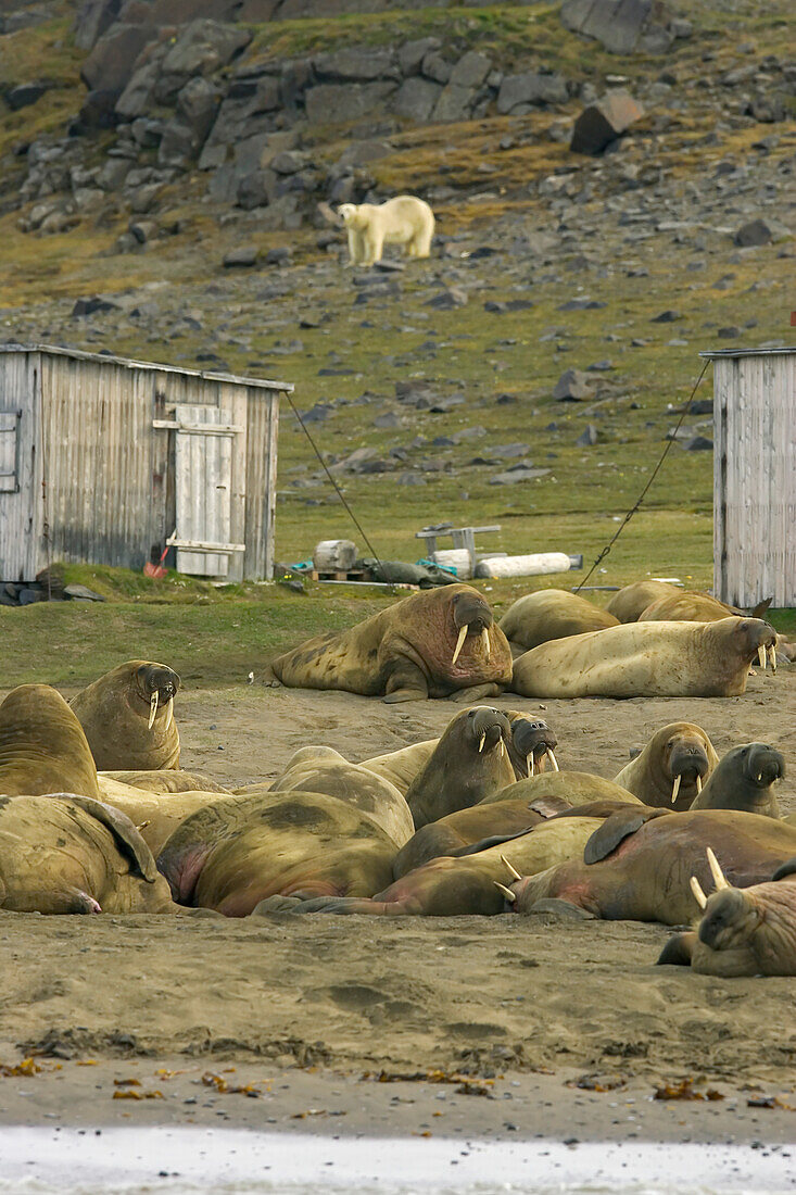Ein Eisbär pirscht sich an eine Gruppe ruhender Atlantischer Walrosse an.