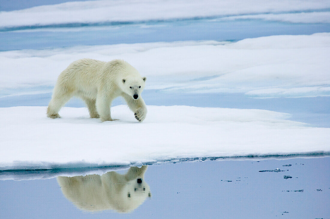 Ein Eisbär schnüffelt beim Jagen am Packeis entlang.