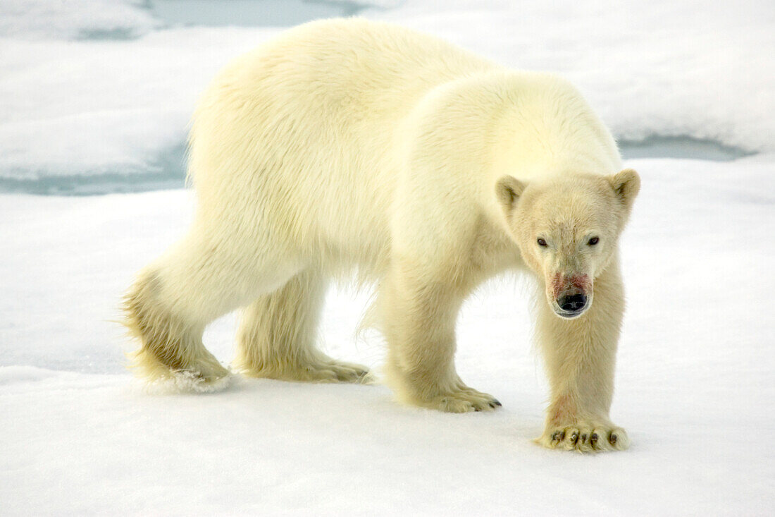 A polar bear walking among ice floes.