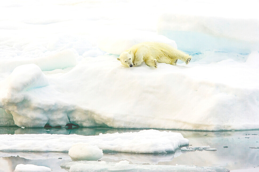 A polar bear resting on pack ice.