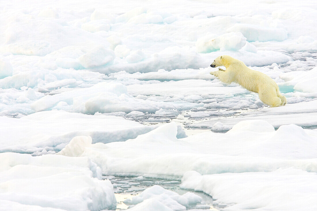 Ein Eisbär springt zwischen Eisschollen.