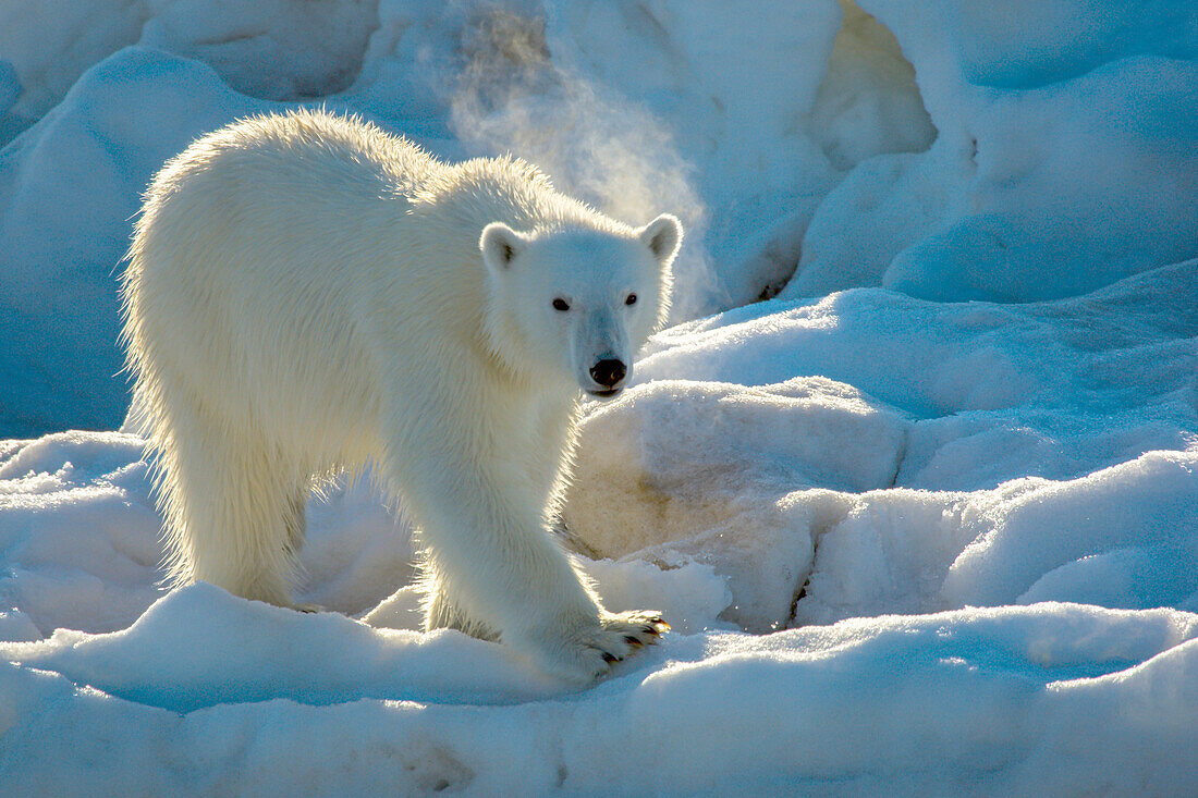 Eisbär, Ursus maritimus, auf dem Packeis.