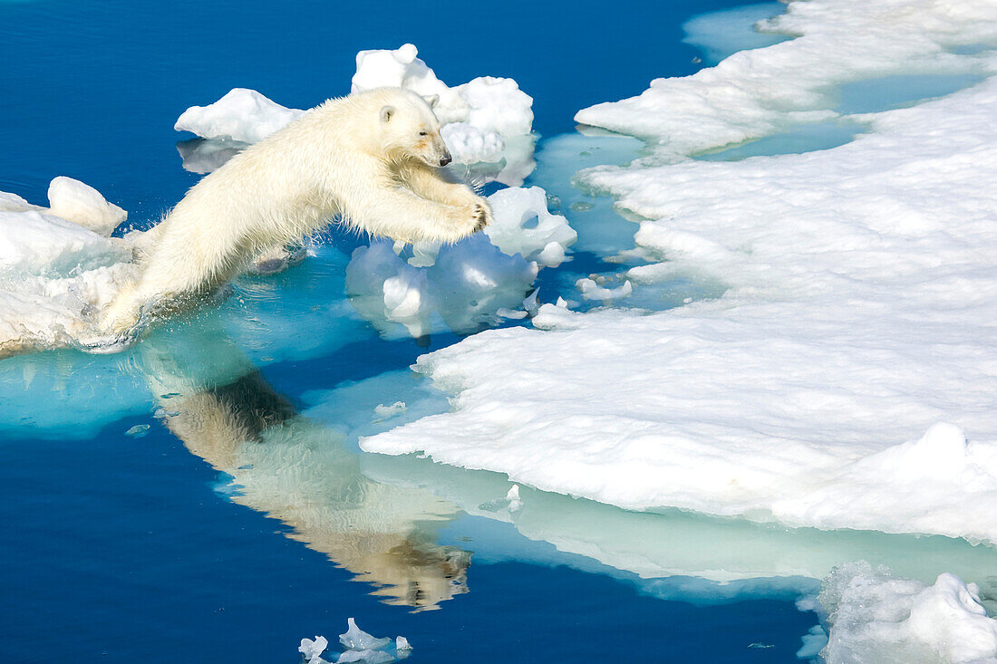 Eisbär, Ursus maritimus, auf Packeis am Rande des Wassers.
