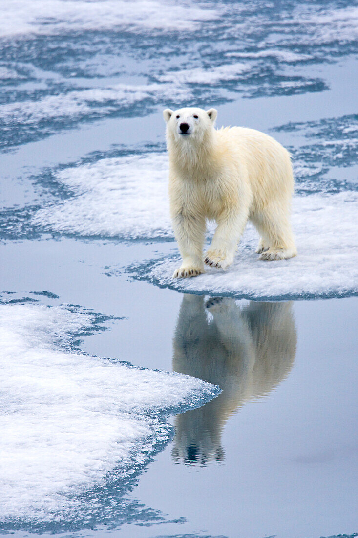 Eisbär, Ursus maritimus, auf dem Packeis.