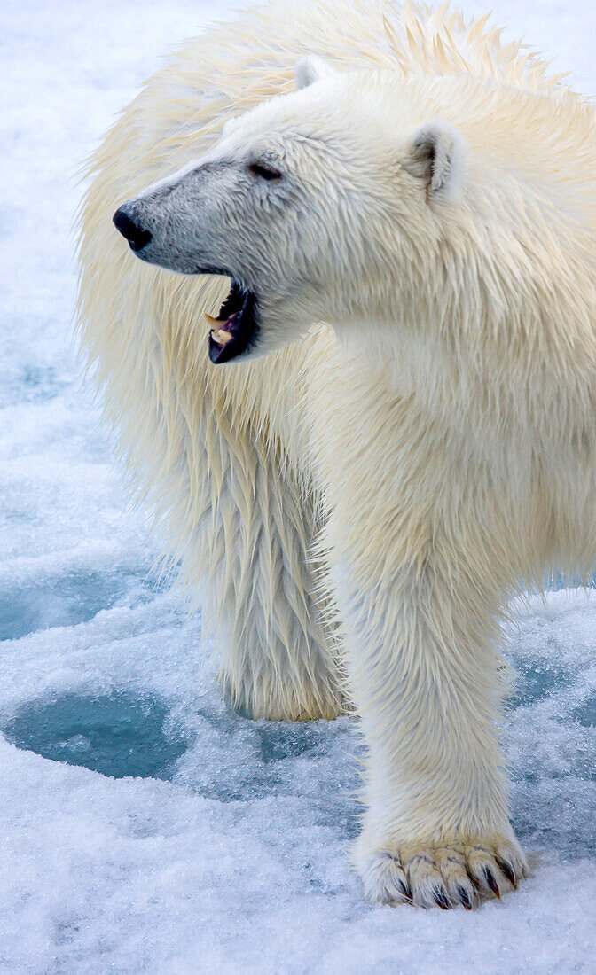 Polar bear, Ursus maritimus, on pack ice.