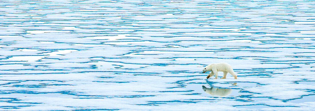 A lone polar bear walks along ice on the Arctic Ocean.
