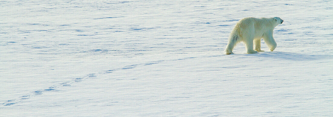 A polar bear walks over Arctic pack ice.