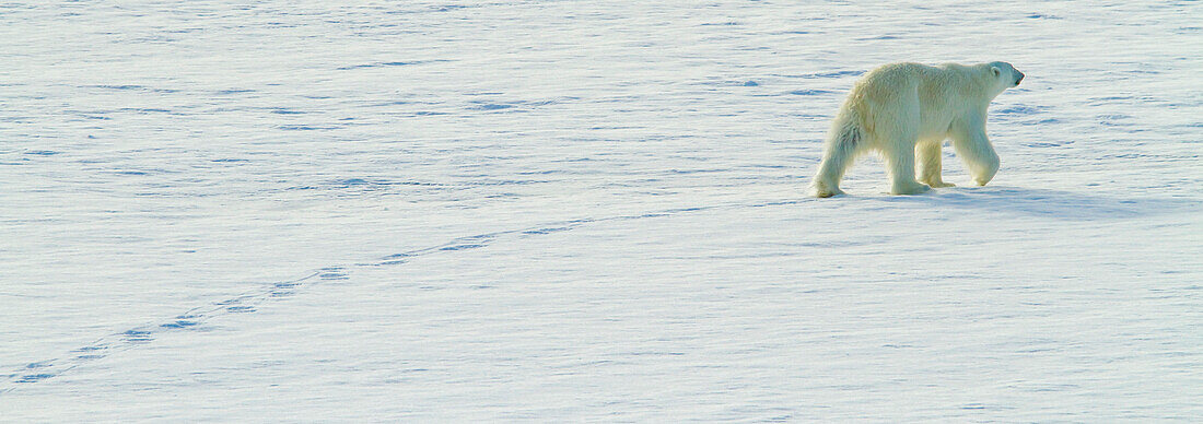 Ein Eisbär spaziert über arktisches Packeis.
