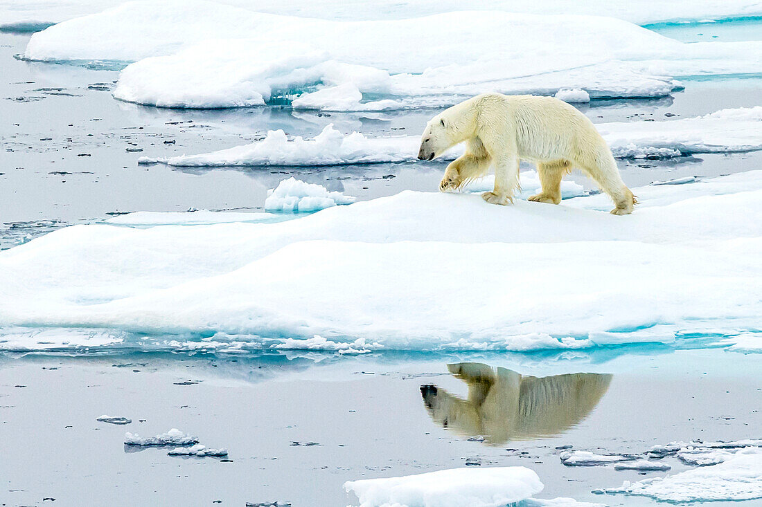 Spiegelung eines Eisbären (Ursus maritimus), der über Packeis in der kanadischen Arktis wandert.