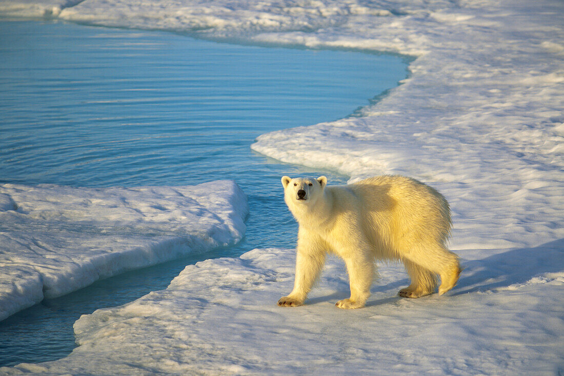 A polar bear walks the pack ice under the Midnight Sun.