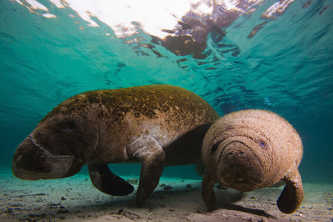 Two West Indian manatees swim in clear shallow waters.