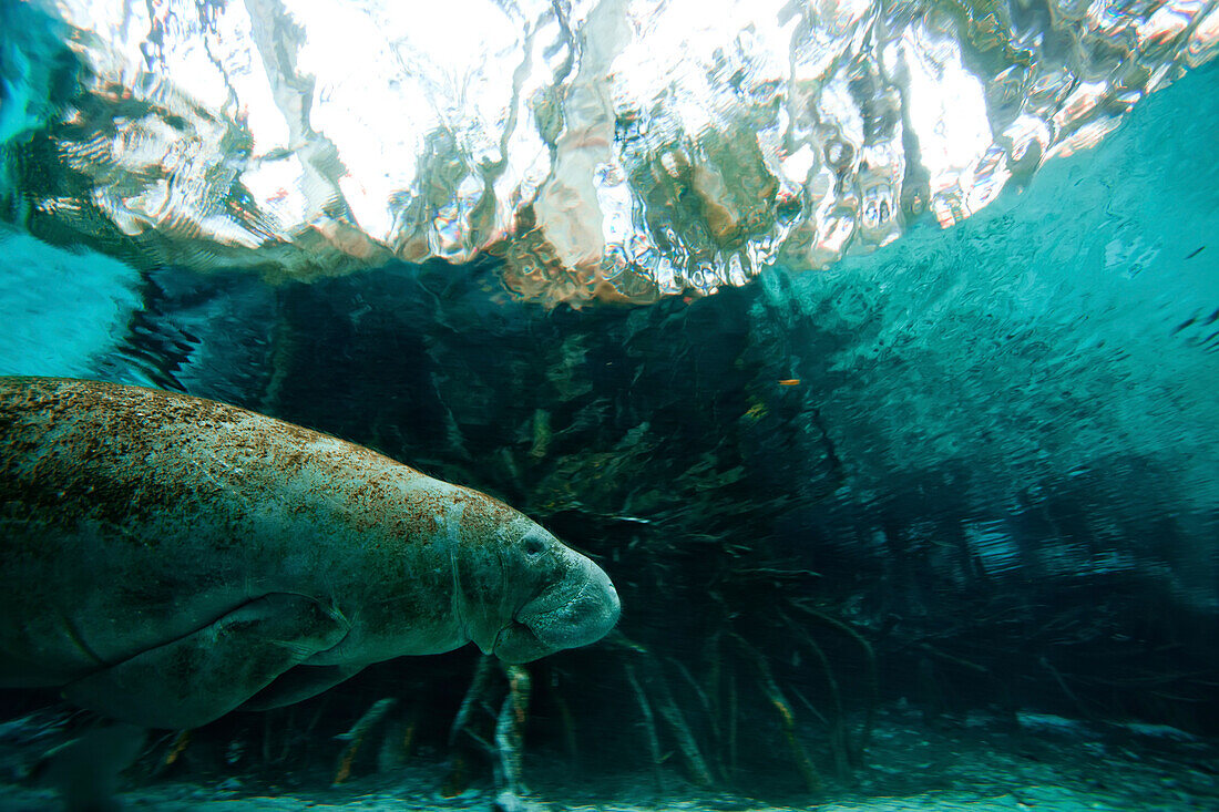 A West Indian Manatee exits a protected spring through a narrow canal.