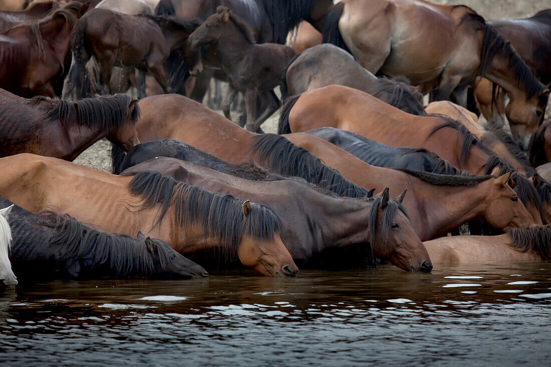 Eine Pferdeherde trinkt aus einem Teich in der Mongolei.