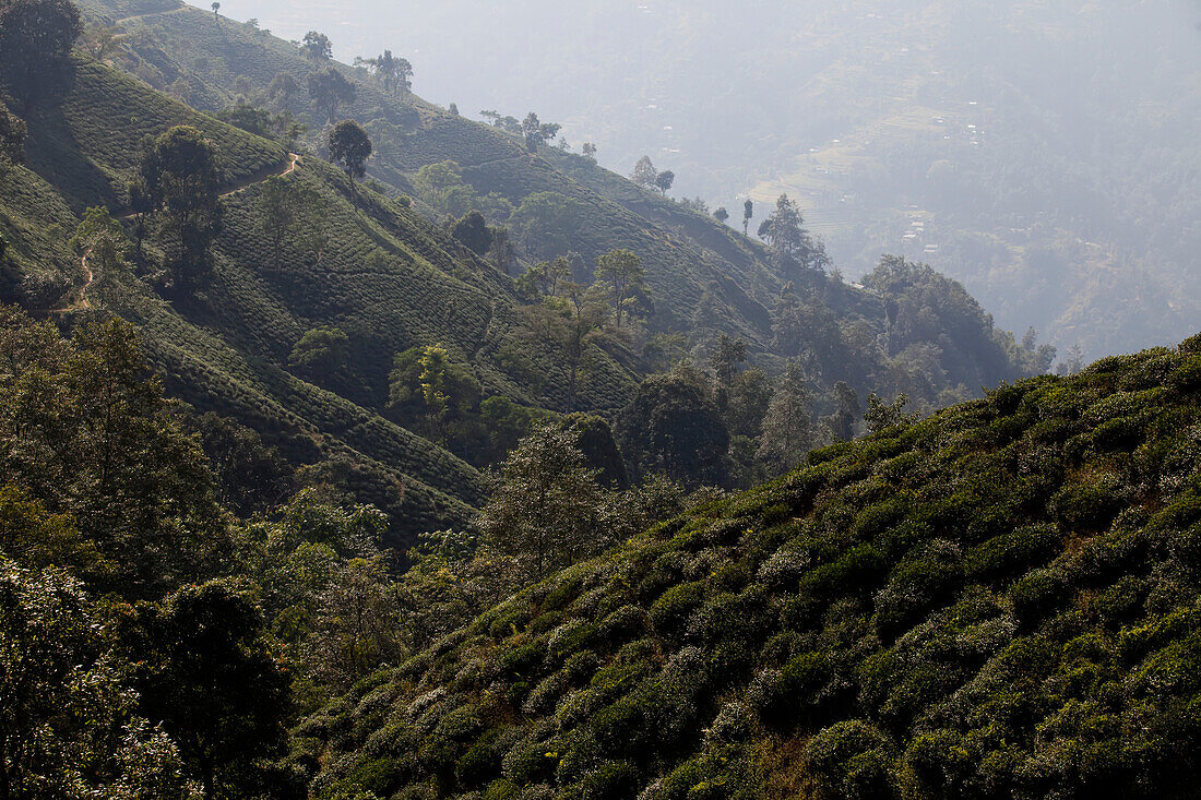 Teepflanzen bedecken den Berghang im Bezirk Ilam.