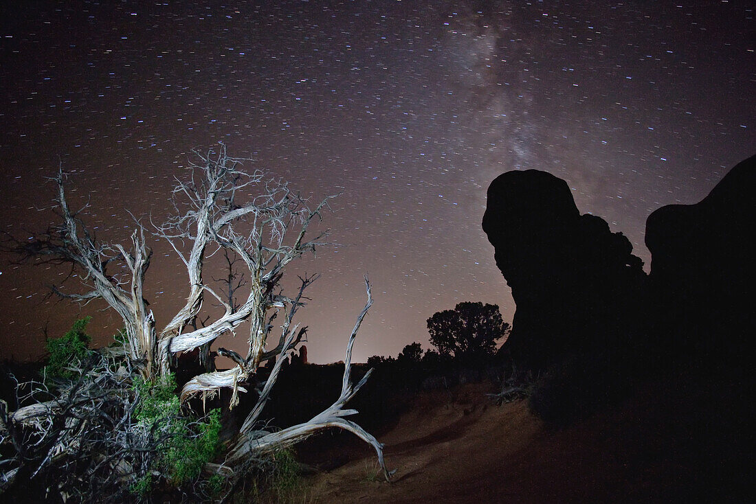 A dead juniper tree in Arches National Park with the Milky Way in the background.