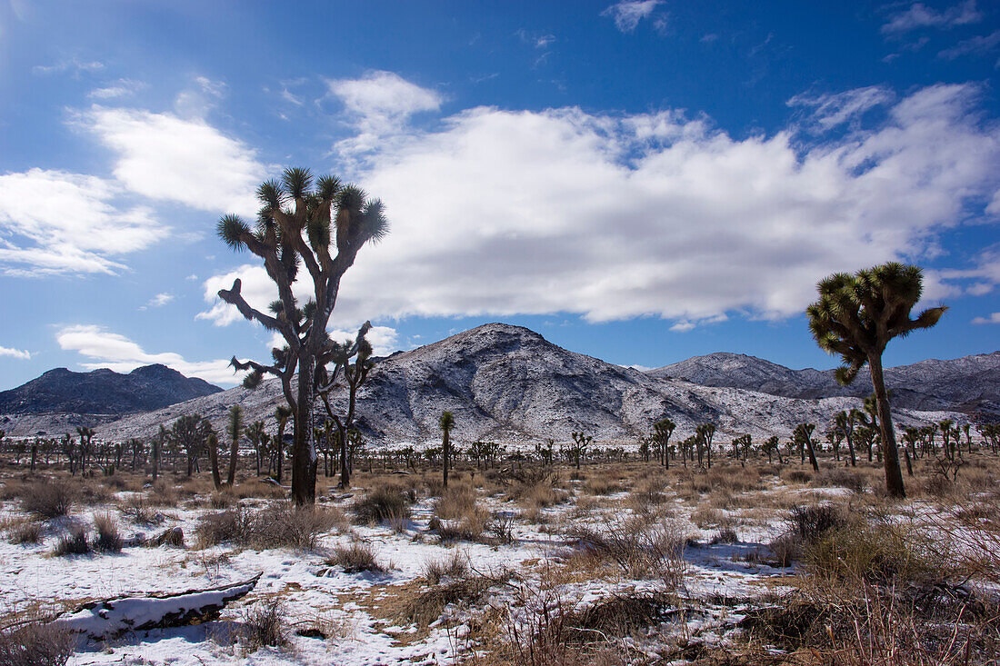 Joshua trees and snow covered mountains in Southern California.