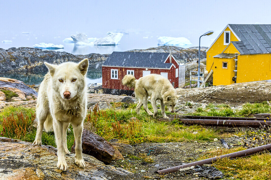 Schlittenhunde im Inuit-Dorf Tinit.