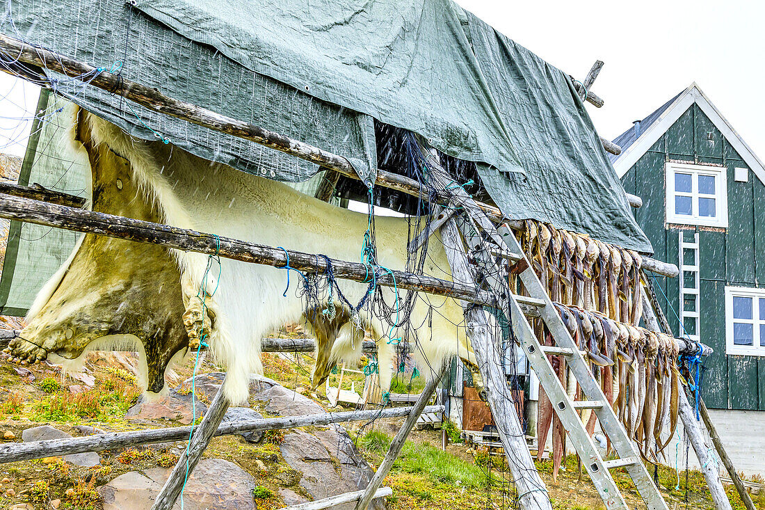 A Polar bear hide and Arctic cod on a drying rack at the Inuit village of Tiniteqikaq.
