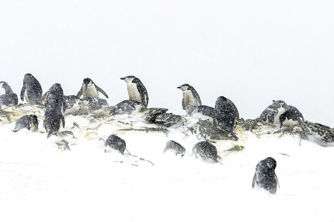 Chinstrap penguin, Pygoscelis antarctica, nest colony in a snowstorm.