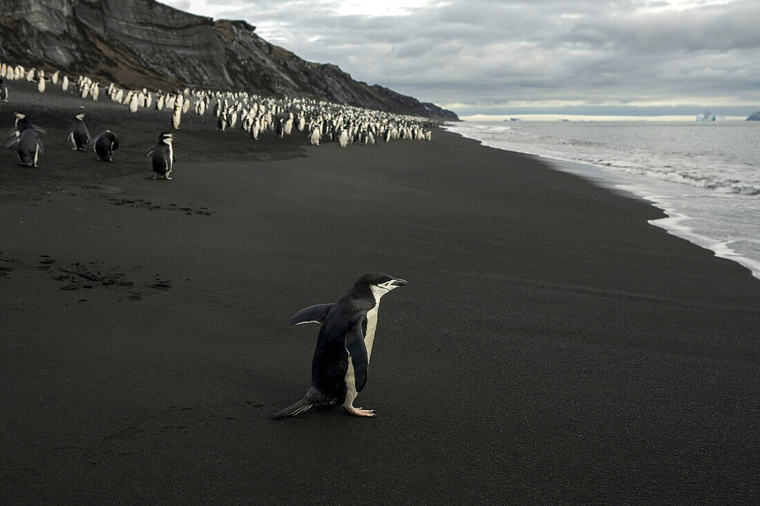 Chinstrap penguins, Pygoscelis antarctica, on black volcanic sand.