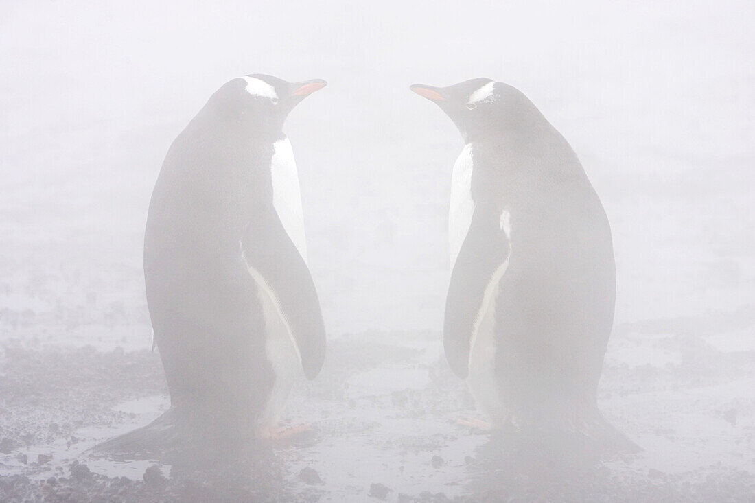 Gentoo penguins, Pygoscelis papua, in geothermal vent steam.