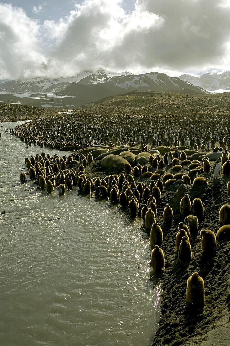 Königspinguin, Aptenodytes patagonica, Schlafplatz in der Nähe eines Schmelzwasserbaches.