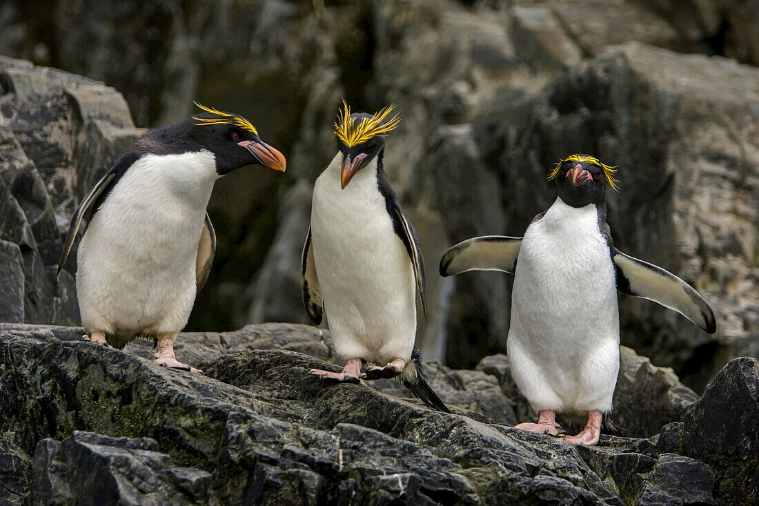 A group of macaroni penguins, Eudyptes chrysolophus, in courtship.