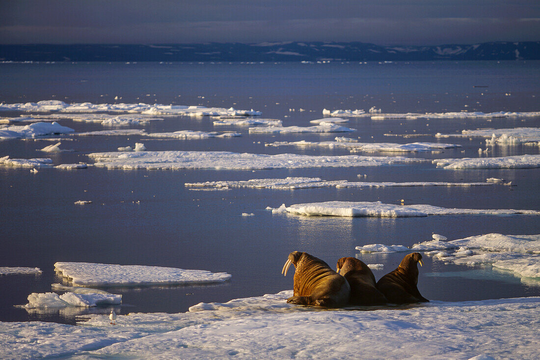 Ein Trio atlantischer Walrosse sonnt sich auf dem Packeis von Svalbard.