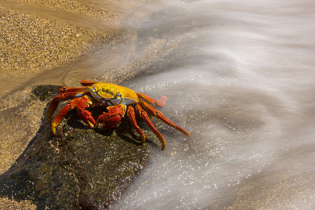 A Sally Lightfoot crab perched on a rock near surging surf.