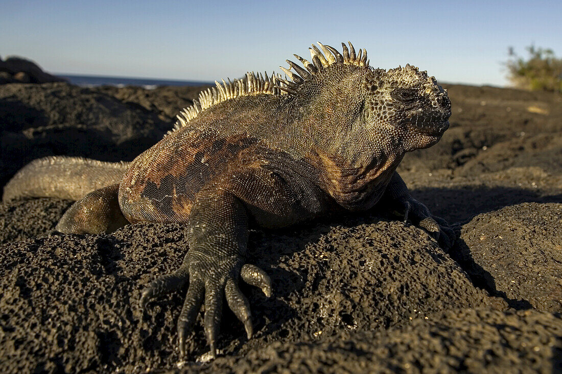 A marine iguana perched on a black volcanic rock.