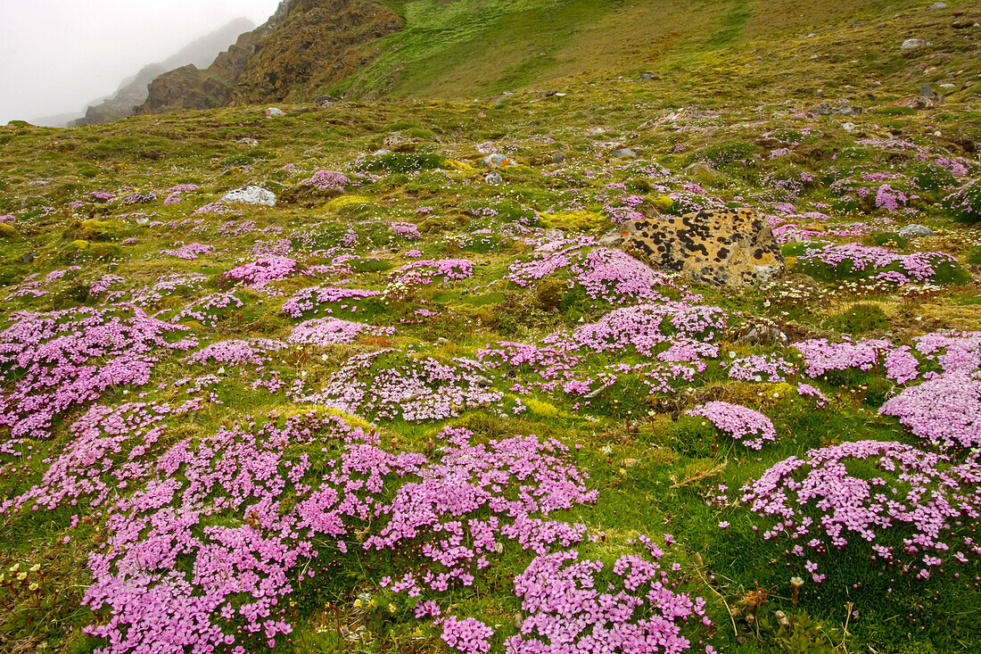 Green hills covered with purple moss campion wildflowers.